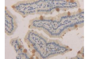 DAB staining on IHC-P; Samples: Mouse Small intestine Tissue (MUC2 Antikörper  (AA 27-110))