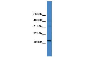 WB Suggested Anti-C14orf48 Antibody Titration: 0. (LINC00521 Antikörper  (N-Term))