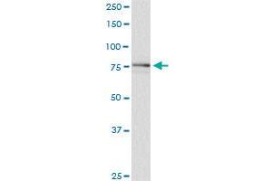 SCYL1 monoclonal antibody (M02), clone 2E5. (SCYL1 Antikörper  (AA 373-472))