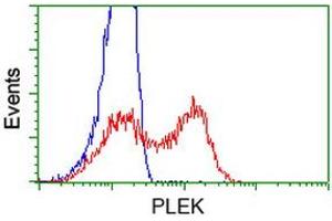 HEK293T cells transfected with either RC203780 overexpress plasmid (Red) or empty vector control plasmid (Blue) were immunostained by anti-PLEK antibody (ABIN2453482), and then analyzed by flow cytometry. (Pleckstrin Antikörper)