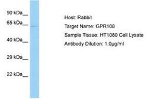 Image no. 1 for anti-G Protein-Coupled Receptor 108 (GPR108) (AA 174-223) antibody (ABIN6750102) (GPR108 Antikörper  (AA 174-223))