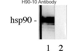 Western blot analysis of Human Lysates showing detection of Hsp90 protein using Mouse Anti-Hsp90 Monoclonal Antibody, Clone H9010 . (HSP90 Antikörper  (FITC))