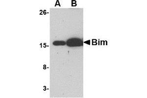 Western Blotting (WB) image for anti-BCL2-Like 11 (Apoptosis Facilitator) (BCL2L11) antibody (ABIN1031696) (BIM Antikörper)