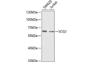 Western blot analysis of extracts of various cell lines using SCG2 Polyclonal Antibody at dilution of 1:1000. (SCG2 Antikörper)