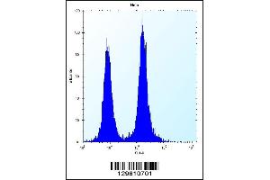 Flow cytometric analysis of Hela cells (right histogram) compared to a negative control cell (left histogram). (DEFB112 Antikörper  (N-Term))