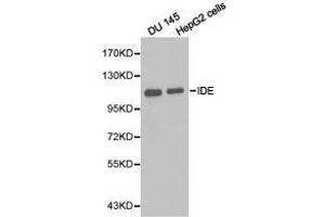Western Blotting (WB) image for anti-Insulin-Degrading Enzyme (IDE) antibody (ABIN1873131) (IDE Antikörper)