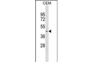 AGT Antibody (N-term) (ABIN1882205 and ABIN2843893) western blot analysis in CEM cell line lysates (35 μg/lane). (AGT Antikörper  (N-Term))