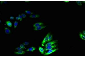 Immunofluorescent analysis of HepG2 cells using ABIN7172105 at dilution of 1:100 and Alexa Fluor 488-congugated AffiniPure Goat Anti-Rabbit IgG(H+L) (SLC46A2 Antikörper  (AA 45-78))