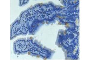 IHC-P analysis of Mouse Intestine Tissue, with DAB staining. (Angiopoietin 2 Antikörper  (AA 19-147))