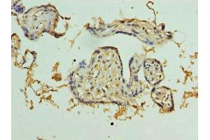 Immunohistochemistry of paraffin-embedded human placenta tissue using ABIN7163824 at dilution of 1:100 (PKD1L2 Antikörper  (AA 1-306))