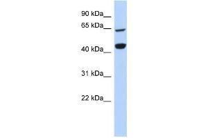 Western Blotting (WB) image for anti-Replication Factor C (Activator 1) 4, 37kDa (RFC4) antibody (ABIN2458986) (RFC4 Antikörper)