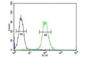 XRCC6 antibody flow cytometric analysis of HeLa cells (green) compared to a negative control (blue). (XRCC6 Antikörper  (AA 228-254))