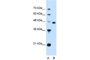 PA2G4 antibody (20R-1262) used at 0. (PA2G4 Antikörper  (Middle Region))