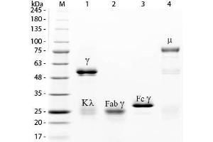 SDS-PAGE of Rabbit IgG Whole Molecule Fluorescein Conjugated . (Kaninchen IgG isotype control (FITC))