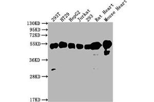 Western Blot Positive WB detected in: 293T whole cell lysate, HT29 whole cell lysate, HepG2 whole cell lysate, Jurkat whole cell lysate, 293 whole cell lysate, Rat Heart tissue, Mouse Heart tissue All lanes: ATP5F1B antibody at 1:2000 Secondary Goat polyclonal to rabbit IgG at 1/50000 dilution Predicted band size: 57 kDa Observed band size: 57 kDa (Rekombinanter ATP5B Antikörper)