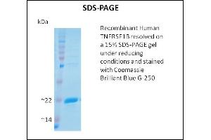 SDS-PAGE (SDS) image for Tumor Necrosis Factor Receptor Superfamily, Member 1B (TNFRSF1B) (Active) protein (ABIN5509485) (TNFRSF1B Protein)