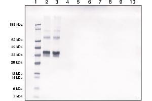 Morphine-ovalbumin conjugate detected by Western blotting using our polyclonal at 1in2000 dilution (1 = Marker, 2 =Morphine-Ovalbumin (50 ng), 3 =Morphine-Ovalbumin (50 ng), 4 =Blank, 5 =Blank, 6 =Ovalbumin (50 ng), 7 = Ovalbumin (50 ng)), 8 =Blank, 9 Blank, 10 =Blank) (Morphine Antikörper)