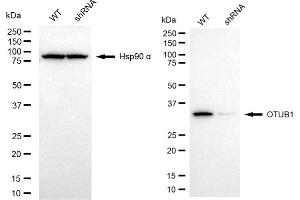 Western blotting analysis using OTUB1 antibody (ABIN7799710). (OTUB1 Antikörper)