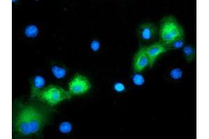 Anti-MAPK7 mouse monoclonal antibody (ABIN2454021) immunofluorescent staining of COS7 cells transiently transfected by pCMV6-ENTRY MAPK7 (RC203506). (MAPK7 Antikörper)