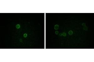 Immunofluorescence analysis of methanol-fixed L-02 (left) and Cos7 (right) cells using ApoM mouse mAb showing cytoplasmic and membrane localization. (Apolipoprotein M Antikörper)