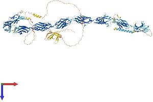FNDC3A Protein (AA 1-1198) (His tag)