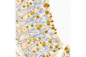 Immunohistochemistry of paraffin embedded mouse colon using CLCA1 (ABIN7073472) at dilution of 1:700 (400x lens)