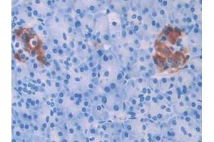 DAB staining on IHC-P; Samples: Human Pancreas Tissue (HPSE Antikörper  (AA 54-278))