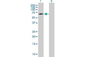 Western Blot analysis of ACBD3 expression in transfected 293T cell line by ACBD3 MaxPab polyclonal antibody.