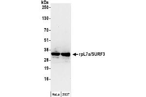 Western Blotting (WB) image for anti-RpL7a/SURF3 (C-Term) antibody (ABIN7453867) (RpL7a/SURF3 (C-Term) Antikörper)