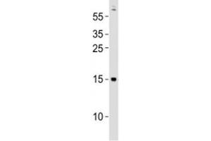 Western Blotting (WB) image for anti-GABA(A) Receptor-Associated Protein (GABARAP) (AA 33-66) antibody (ABIN3028669)