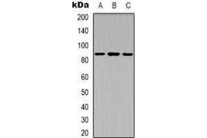 Western Blotting (WB) image for anti-X-Ray Repair Complementing Defective Repair in Chinese Hamster Cells 5 (Double-Strand-Break Rejoining) (XRCC5) (C-Term), (pThr714) antibody (ABIN7302726)