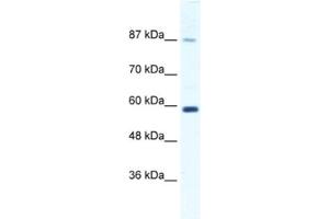 Western Blotting (WB) image for anti-Kinesin Family Member 23 (KIF23) antibody (ABIN2460846) (KIF23 Antikörper)