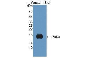 Western Blotting (WB) image for anti-Sialic Acid Binding Ig-Like Lectin 10 (SIGLEC10) (AA 571-697) antibody (ABIN3201748) (SIGLEC10 Antikörper  (AA 571-697))