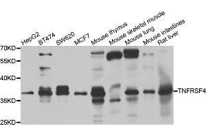 Western blot analysis of extracts of various cell lines, using TNFRSF4 antibody (ABIN5975577) at 1/1000 dilution. (TNFRSF4 Antikörper)