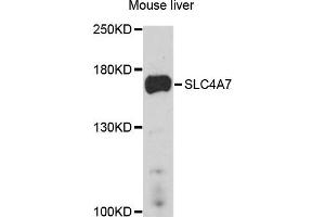Western blot analysis of extract of mouse liver cells, using SLC4A7 antibody. (SLC4A7 Antikörper)
