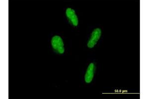 Immunofluorescence of purified MaxPab antibody to SP110 on HepG2 cell. (SP110 Antikörper  (AA 1-547))