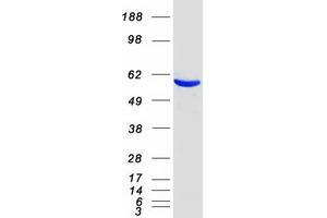 EHD3 Protein (Myc-DYKDDDDK Tag)