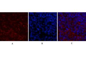 Immunofluorescence analysis of mouse spleen tissue.