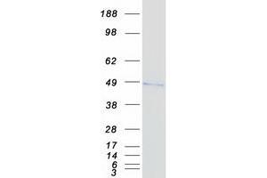 Validation with Western Blot