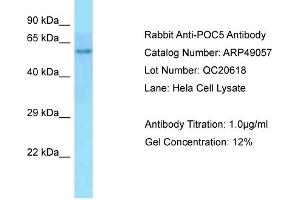 Western Blotting (WB) image for anti-POC5 Centriolar Protein Homolog (POC5) (C-Term) antibody (ABIN2783623)