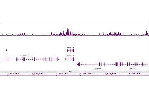 Histone H4K8ac antibody (pAb) tested by ChIP-Seq.