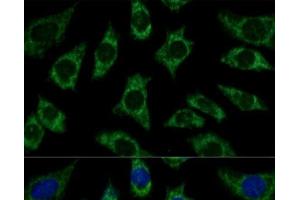 Immunofluorescence analysis of L929 cells using ETFB Polyclonal Antibody at dilution of 1:100 (40x lens).