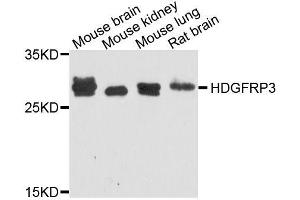 Western blot analysis of extracts of various cell lines, using HDGFRP3 antibody (ABIN5995765) at 1/1000 dilution. (HDGFRP3 Antikörper)