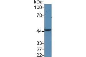 Western blot analysis of Rat Liver lysate, using Human PDK1 Antibody (5 µg/ml) and HRP-conjugated Goat Anti-Rabbit antibody ( (PDK1 Antikörper  (AA 233-430))