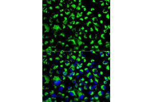 Immunofluorescence (IF) image for anti-Heat Shock 70kDa Protein 9 (Mortalin) (HSPA9) (AA 380-679) antibody (ABIN3021000)