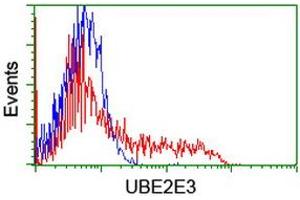 Image no. 2 for anti-Ubiquitin-Conjugating Enzyme E2E 3 (UBE2E3) antibody (ABIN1501621)