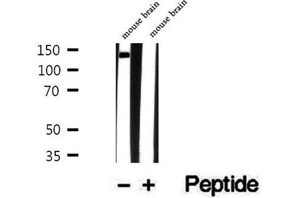 TRAPPC9 Antikörper  (Internal Region)