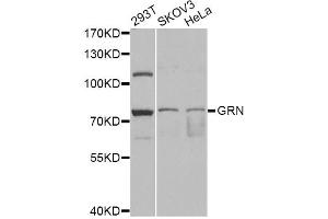 Western blot analysis of extracts of various cell lines, using GRN antibody (ABIN6292502) at 1:1000 dilution. (Granulin Antikörper)
