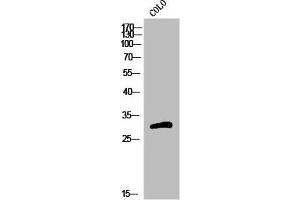 Western Blot analysis of COLO cells using Olfactory receptor 5H15 Polyclonal Antibody (OR5H15 Antikörper  (C-Term))