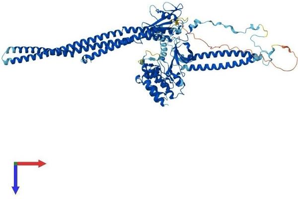 FER Protein (AA 1-822) (His tag)